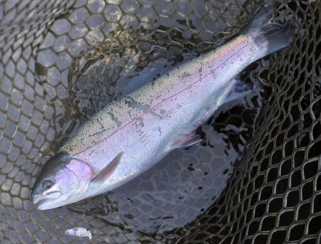 水面が熱い！ ～平谷湖フィッシングスポット～